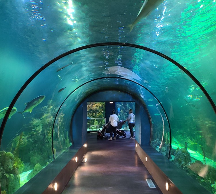 Aquarium At Moody Gardens (Galveston,&nbspTX)